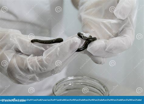 Medical Leech On The Doctor S Gloved Hand Stock Photo Image Of Macro