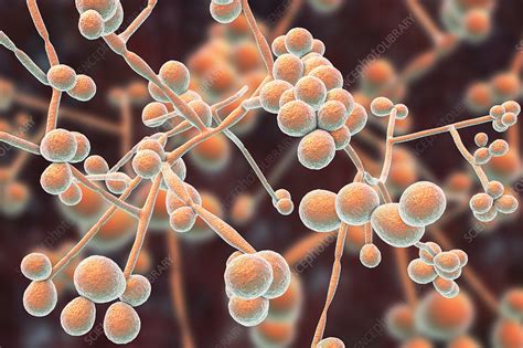 Candida Albicans Yeast And Hyphae Stages Illustration Stock Image