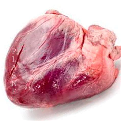 Onde Comprar Coração De Boi Fechado - Coração de Boi Peça Peso Aprox. 1.5~2kg (COD416) - Loja Online e ...