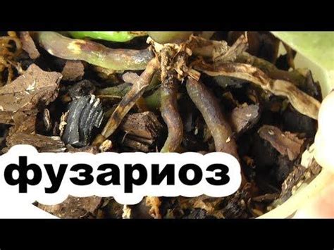 фузариоз. Признаки фузариоза. как вылечить растение - YouTube ...