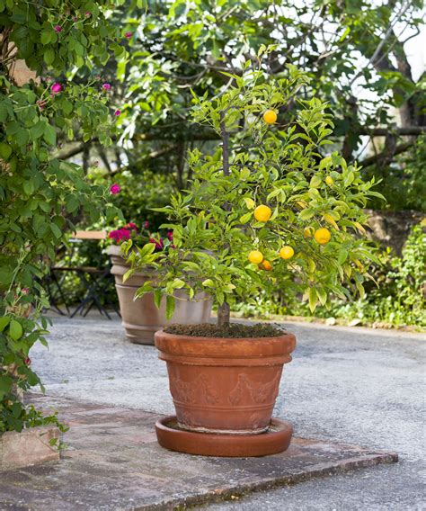 Best Potted Fruit Trees