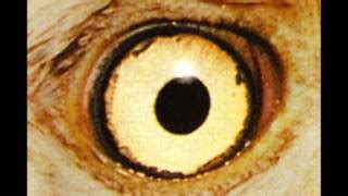 Red Hot Chili Peppers Instrumental 1 text překlad KaraokeTexty cz