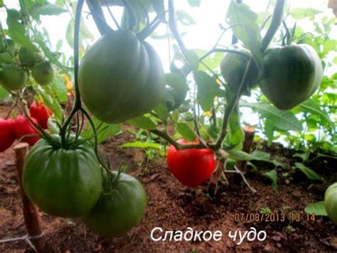 Томат Сладкое чудо: характеристика и описание сорта, отзывы, фото ...