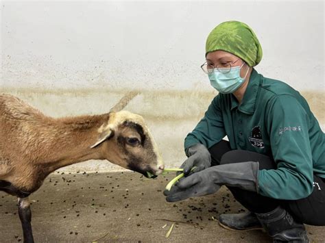 壽山動物園「動物媽咪」母親節快樂 訪談保育員細數與動物相處時光