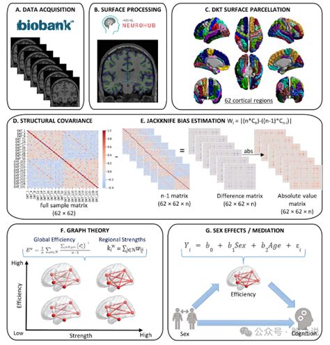 Cerebral Cortex Uk Biobank