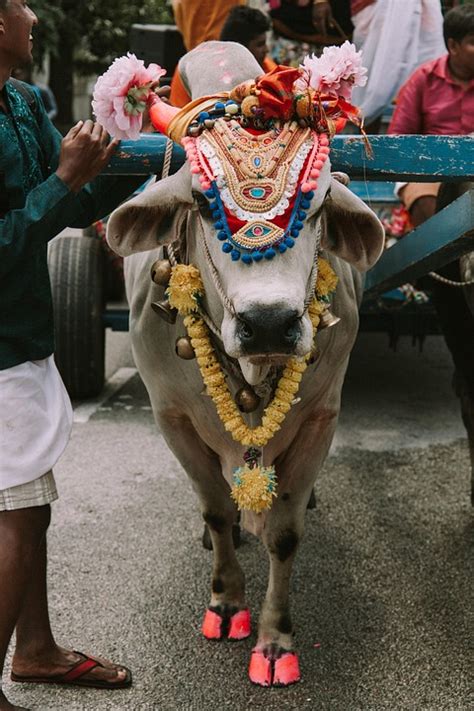 Cow Holy Sacred - Free photo on Pixabay