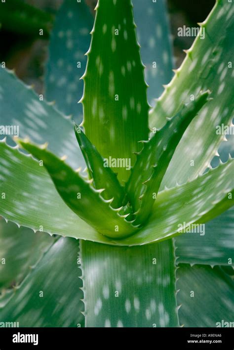 Common Name Aloe Vera Latin Name Aloe Barbadensis Stock Photo Alamy