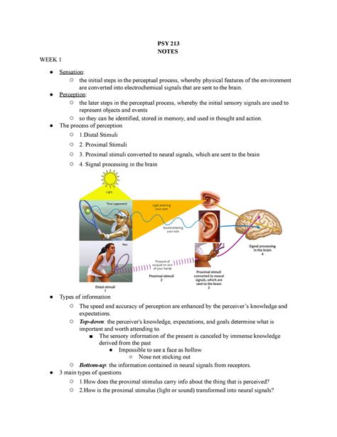 PSY 213 Lecture Notes All Lectures PSY 213 NOTES WEEK 1 Sensation