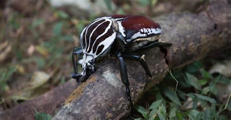goliath beetle animal facts   animals