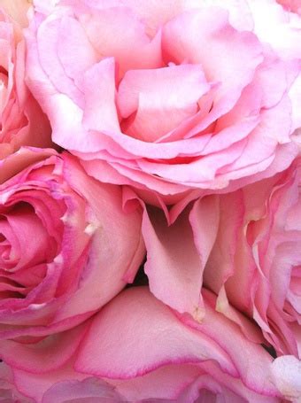 Фото Розовые розы