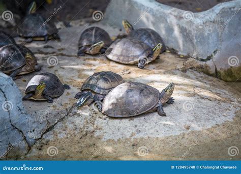 Turtles are in ponds stock photo. Image of green, slow - 128495748