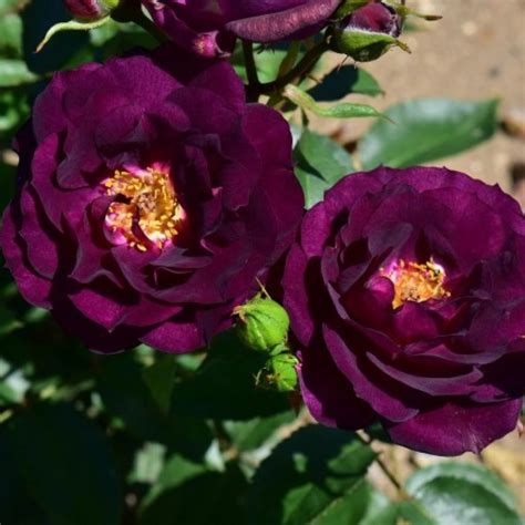 Midnight Blue ® | Rose, purpur, 45cm x 30cm (Carruth, 2003) | Rosa ...