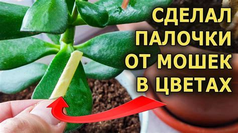 СДЕЛАЛ ПАЛОЧКИ ОТ МОШЕК И ВОТКНУЛ В ЗЕМЛЮ С ЦВЕТАМИ - МОШКИ ИСЧЕЗЛИ ...