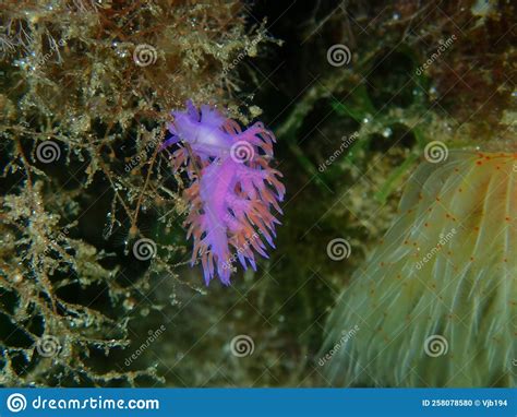 Purple Sea Slug Or Purple Nudibranch Flabellina Affinis Close Up