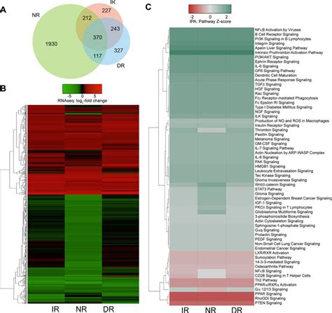 Rnaseq Differential Gene Expression And Pathway Analysis Summary A