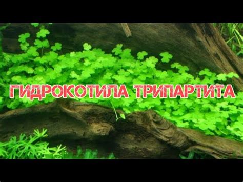 ГИДРОКОТИЛА ТРИПАРТИТА. СОДЕРЖАНИЕ И РАЗМНОЖЕНИЕ В АКВАРИУМЕ. - YouTube