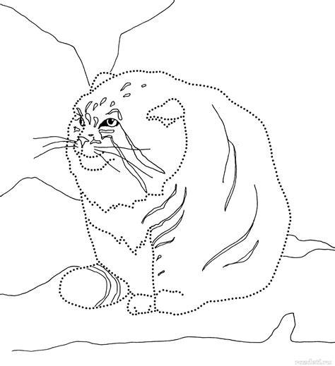 Манул раскраска | Смотреть 22 фото бесплатно