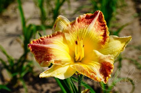 Лилейник гибридный (Hemerocallis `Lotus Position`) - Лилейник гибридный ...