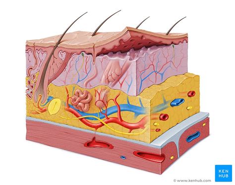 Tactile corpuscle: anatomy, location and function. | Kenhub