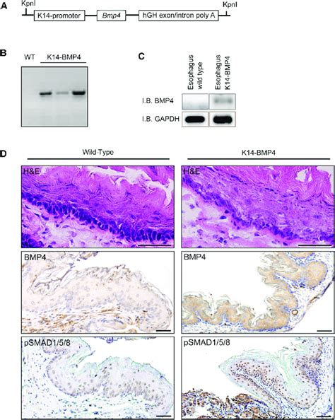 Characterization Of K Bmp Mouse A Bmp Cdna Was Subcloned Into The