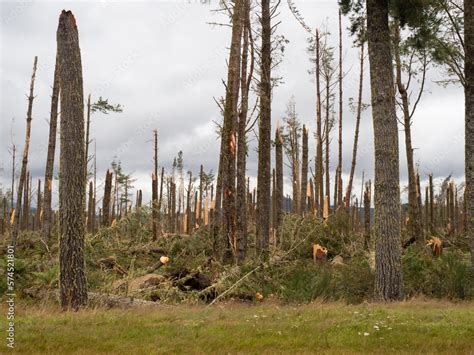 Fotografia Do Stock A View Of A Pine Forest After Storm Cyclone