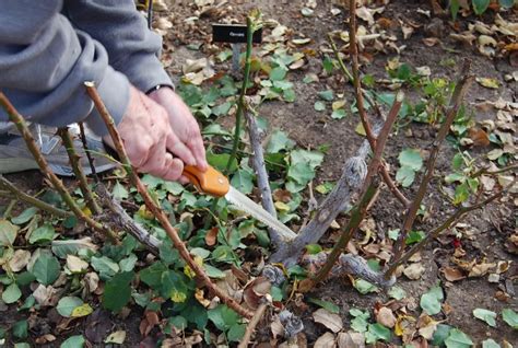 Обрезка роз: как правильно обрезать, схемы и как формировать, пошаговая ...