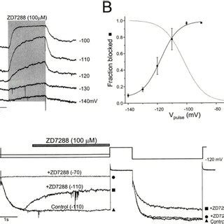 Hyperpolarization Activated Mhcn1 Currents A Representative