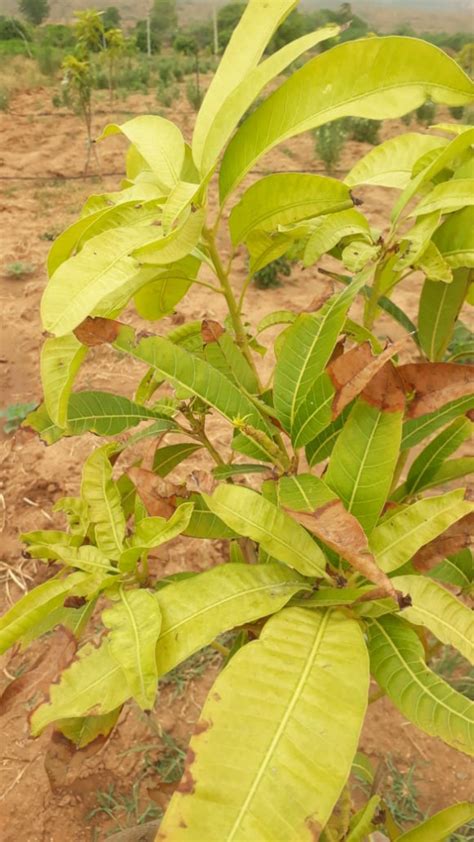 Tip Burn: Salt injury in Mango – Pestoscope
