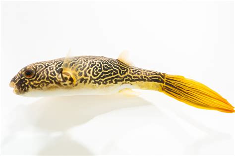 Fis011 00551 Joel Sartore