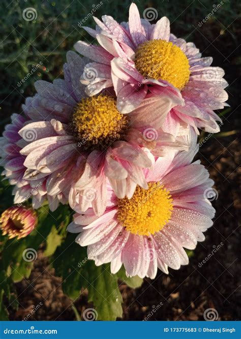 La Belleza De Las Plantas Con Flores De Flores En Cabeza De Flor De La