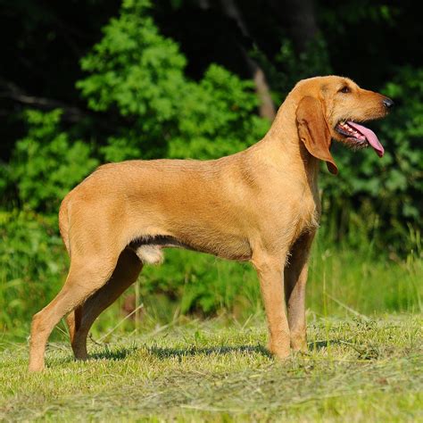 Segugio Italiano - FurLyfe!
