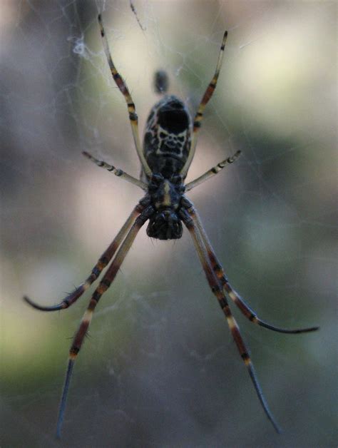 Australian Golden Orbweaver From Kings Park Perth Wa Australia On