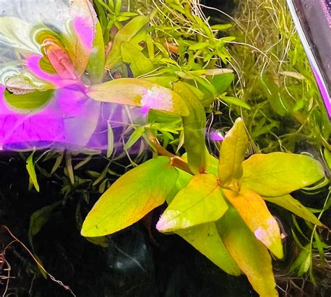 Neseaea Triflora – Aquatic Plant Man