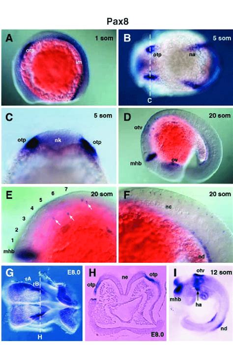 Identification Of Novel Expression Domains Of The Vertebrate Pax8 Gene