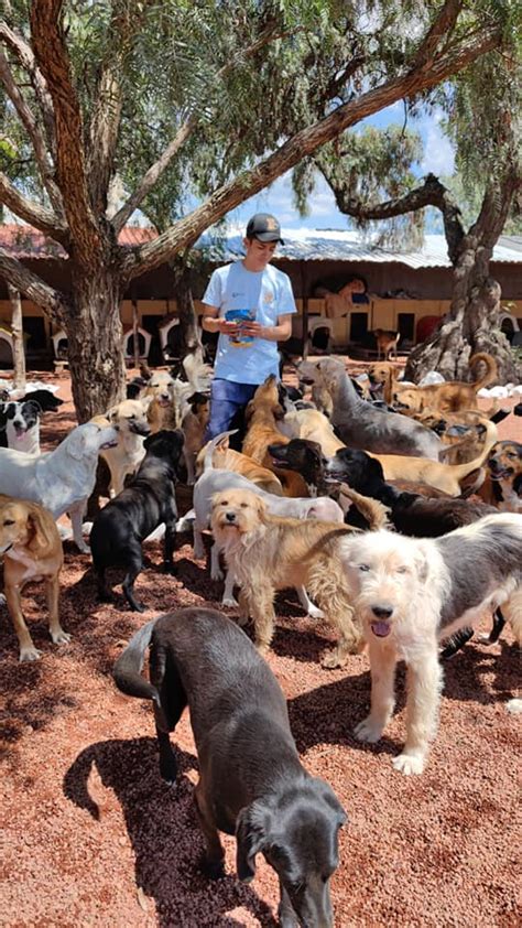 Conoce La Labor De Xollin Un Refugio Para Perritos En Situaciones De