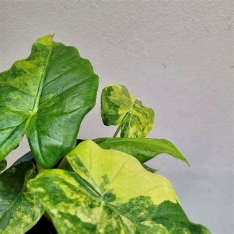 Alocasia Macrorrhiza Aurea Variegata Baby Plant Urban Jungle