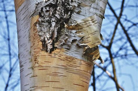 How To Harvest Birch Bark Without Killing The Tree — Forest Wildlife