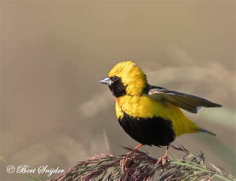 Birding Portugal Yellow Crowned Bishop Birding In Portugal