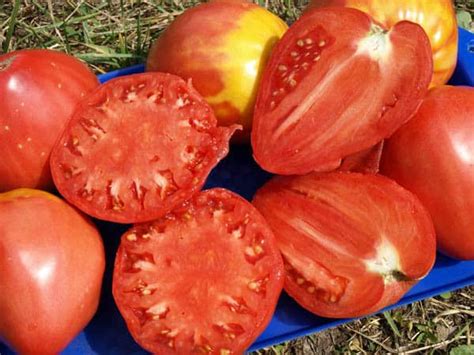 Томат "Сенсей": описание сорта, фото, посадка и уход