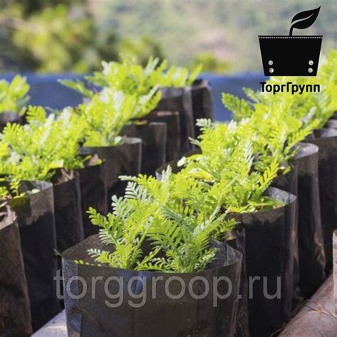 Пакеты для рассады и саженцев в компании 'Торггрупп'. Доставка бесплатная!