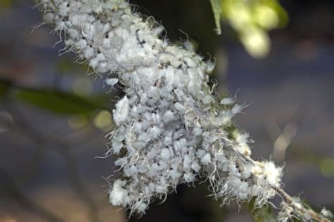 House Plants Have White Bugs At Shelia Mcgill Blog
