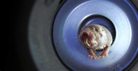 Naked Mole Rats Streaming Where To Watch Online