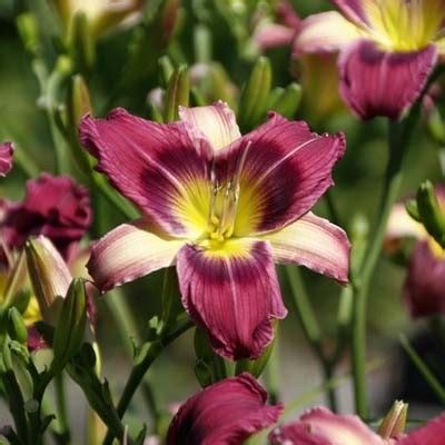 Лилейник Magic Dancer (Мэджик Дансер)🌱 - купить корневища и саженцы в ...