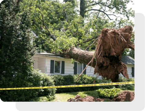 Emergency Tree Removal Miller And Sons Tree Service