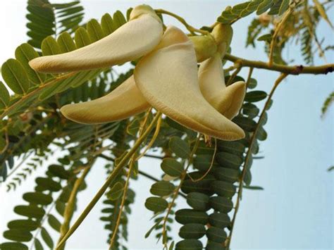 Sesbania Grandiflora Baby Boots Vegetable Hummingbird 50 Etsy