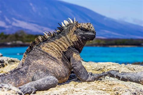 16 Great Marine Iguana Interesting Facts