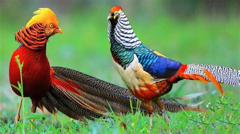 Different Breeds Of Pheasants