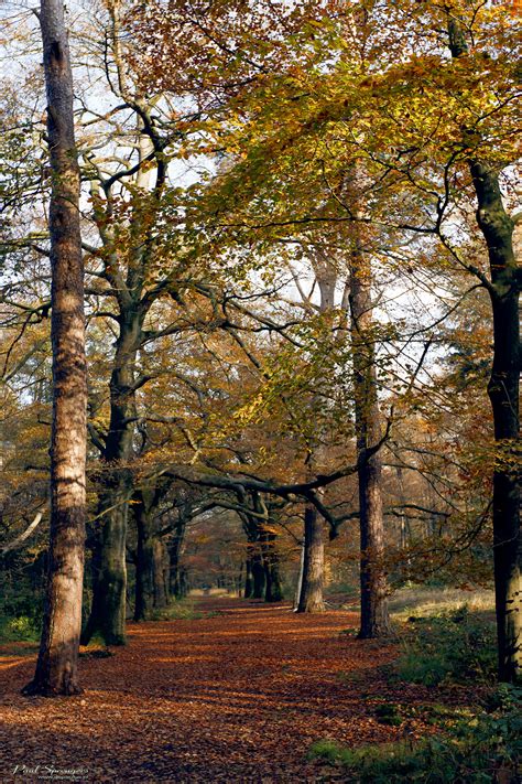 Free Images Landscape Tree Nature Path Grass Branch Sky Wood