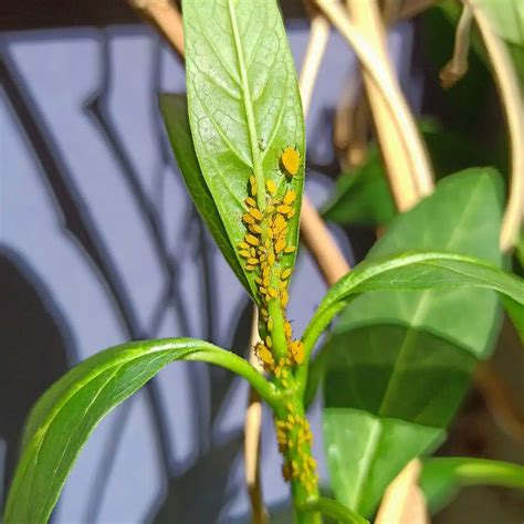 18 Tiny Yellow Bugs You May Encounter With Pictures
