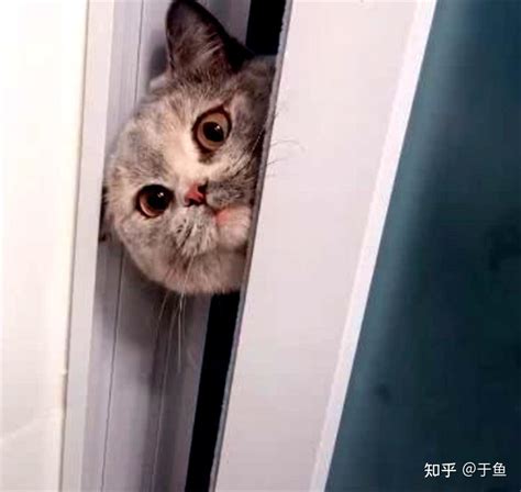 猫咪喜欢偷看主人“上厕所”，往往是这些原因导致 知乎